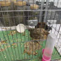 جوجه مرغ و خروس|حیوانات مزرعه|خمینی‌شهر, |دیوار