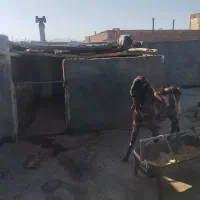 بز نر اصیل پاکستانی|حیوانات مزرعه|زاهدان, |دیوار