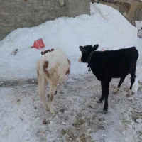 دوراس گوساله|حیوانات مزرعه|اردبیل, |دیوار