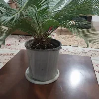 گل سیکاس|گل و گیاه طبیعی|شیروان (خراسان), |دیوار