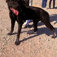 سگ پیتبول نر