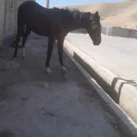 فروش کره اسب|اسب و تجهیزات اسب‌سواری|چرام, |دیوار