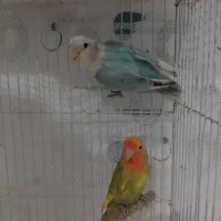 طوطی برزیلی بالغ و جوجه مرغ عشق مولد با تخم و جوجه|پرنده|رشت, حمیدیان|دیوار