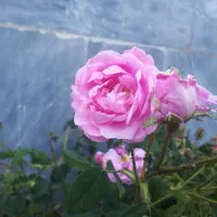 گل محمدی عرق نعنا