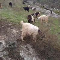 بزغاله معاوضه گوسفند وگاو