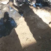 غاز ملاثانی