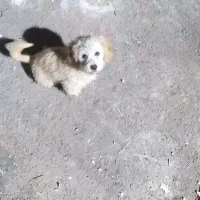 توله شیتزو خالص