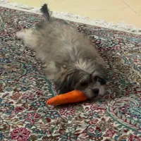 سگ شیتزو سوپر فلت