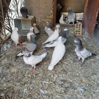 کبوتر|پرنده|کهنوج, |دیوار
