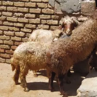 گوسفند.میش بره داشتی