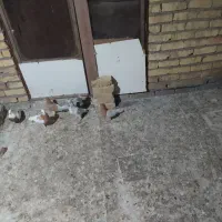 کبوتر هفت رنگ وکله زردفروشی|پرنده|تاکستان, |دیوار