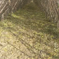 نهال دوساله