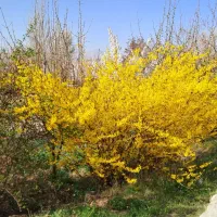 زل کفتر درجه یک بدون خاک و اشغال