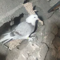 کفتر برشی پشتی نر