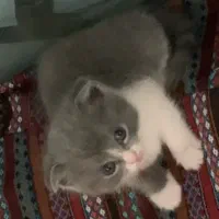 گربه نژاد دار زیبا