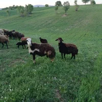 دوقوچ افشاری بی گوش پلنگی