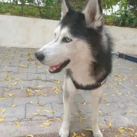 واگذاری هاسکی تربیت شده مودب7 ماهه