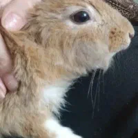 خرگوش|موش و خرگوش|کلاچای, |دیوار