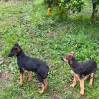 واگذاری ژرمن