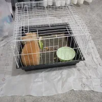 خرگوش لوپ|موش و خرگوش|بندرعباس, |دیوار