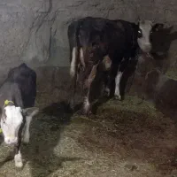 گاوشیری باگوساله دوماهه|حیوانات مزرعه|دیواندره, |دیوار