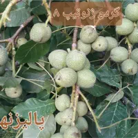 نهالستان گردو های پیوندی و اصلاح شده‌|خدمات باغبانی و درختکاری|شیراز, آزادی|دیوار