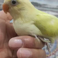 سرلاکی طوطی برزیلی نژاد پاربلو|پرنده|سوسنگرد, |دیوار