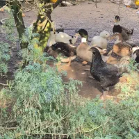 اردک امساله