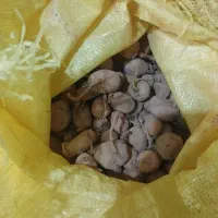 سیب زمینی بذری