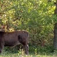 گاو همراه گوساله