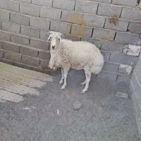 گوسفندبره