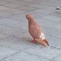 اشعل