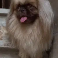 پیکینیز امپریال