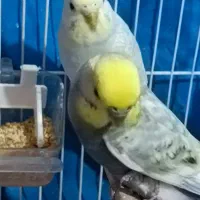 دو جفت مرغ عشق|پرنده|بندر ماهشهر, |دیوار