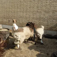 گوسفند دورگ ترکی افشاری|حیوانات مزرعه|یزد, |دیوار