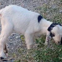 بزغاله ماده|حیوانات مزرعه|ایرانشهر, |دیوار