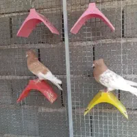 کبوتر