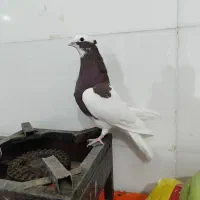 کبوتر طوقی نر|پرنده|فسا, |دیوار