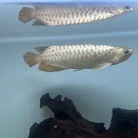 اروانا اکواریوم ریملس گار