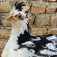 بوقلمونکرچ وتخم نطفه دار