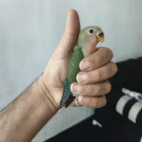 جوجه طوطی برزیلی