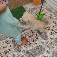 بندر ماهشهر شهرک شهید چمران