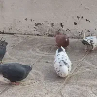 کبوتر غریب فروشی