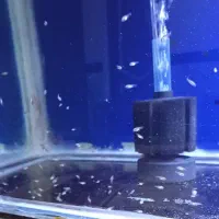 بچه ماهی های فلاور هورن