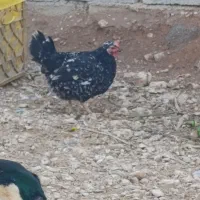 فروش مرغ و خروس گلین|حیوانات مزرعه|شاهینشهر, شهرک ردانی پور|دیوار