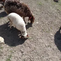میش و بره شیشک بره نر