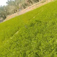 زمین کشاورزی