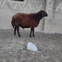 قوچ همو قزل افشار ۲ ساله|حیوانات مزرعه|زنجان, |دیوار