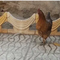 چند عدد مرغ و یک نیمچه خروس