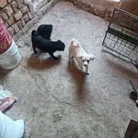 سگ پا کوتاه